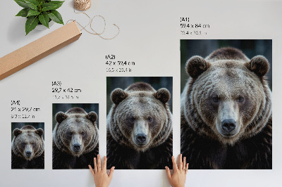Plakatas Realus meškos portretas, ramus ir stiprus