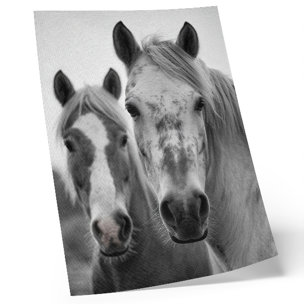 Dekoratyvinis plakatas Arkliai monochrominiame elegantiškame kadre