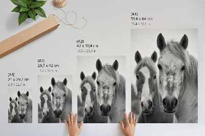 Dekoratyvinis plakatas Arkliai monochrominiame elegantiškame kadre