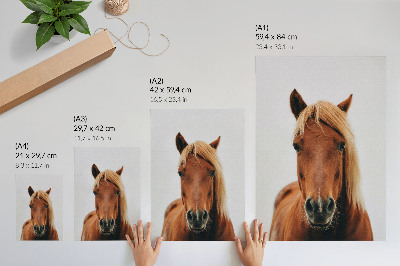 Dekoratyvinis plakatas Arklio portretas minimalizmas natūralus grožis elegancija