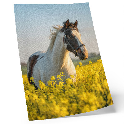 Sieninis plakatas Elegantiškas arklys pavasario lauke, pilname gėlių