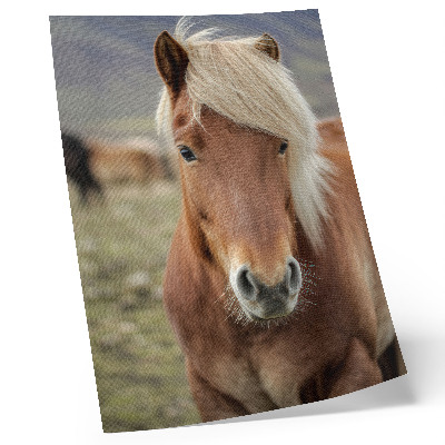 Plakatas Šviesūs karčiai, rudas kailis, Islandijos arklys