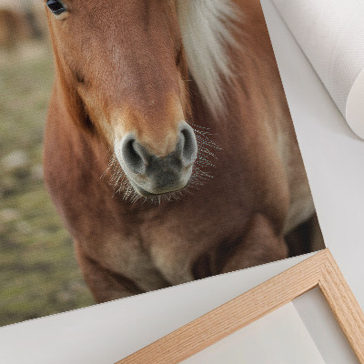 Plakatas Šviesūs karčiai, rudas kailis, Islandijos arklys