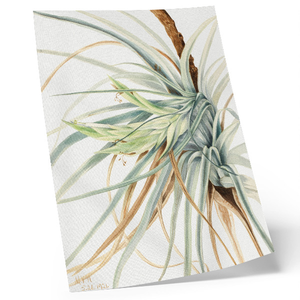 Plakatas Laukinis ananasas (Tillandsia fasciculata) (1921 m.), autorė Mary Vaux Walcott