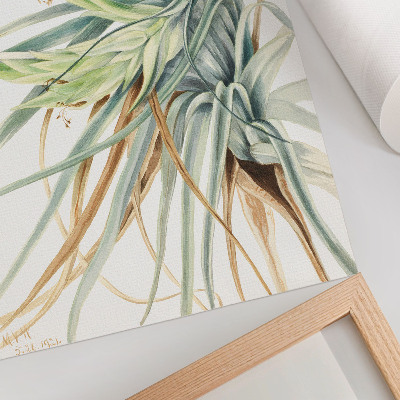 Plakatas Laukinis ananasas (Tillandsia fasciculata) (1921 m.), autorė Mary Vaux Walcott