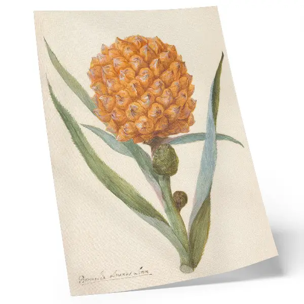 Plakatas svetainei anoniminio menininko kūrinys „Bromelia ananas linn“ (apie 1700–1749 m.)