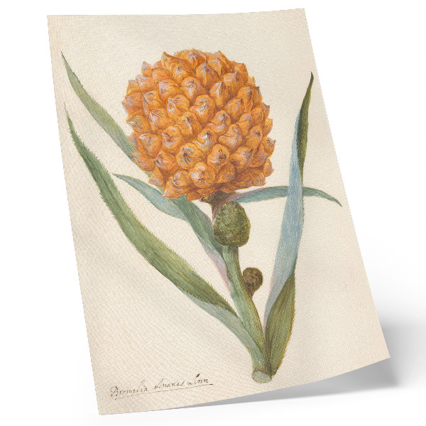 Plakatas svetainei Bromelia ananas linn (apie 1700 m. – apie 1749 m.), anoniminio menininko kūrinys