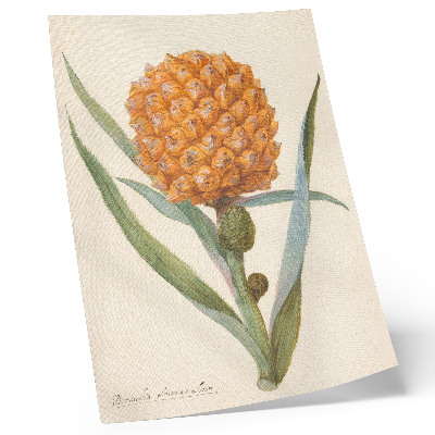 Plakatas svetainei Bromelia ananas linn (apie 1700 m. – apie 1749 m.), anoniminio menininko kūrinys