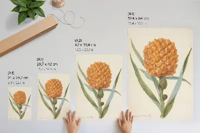 Plakatas svetainei anoniminio menininko kūrinys „Bromelia ananas linn“ (apie 1700–1749 m.)