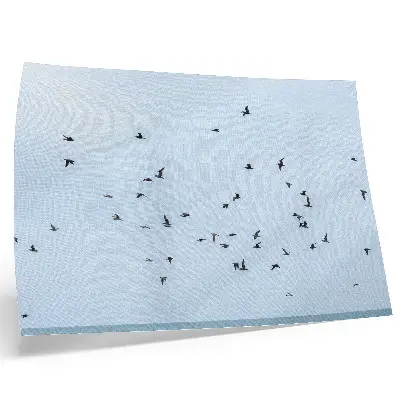 Paukščių pulkas virš mėlynos jūros plakatas ant drobės