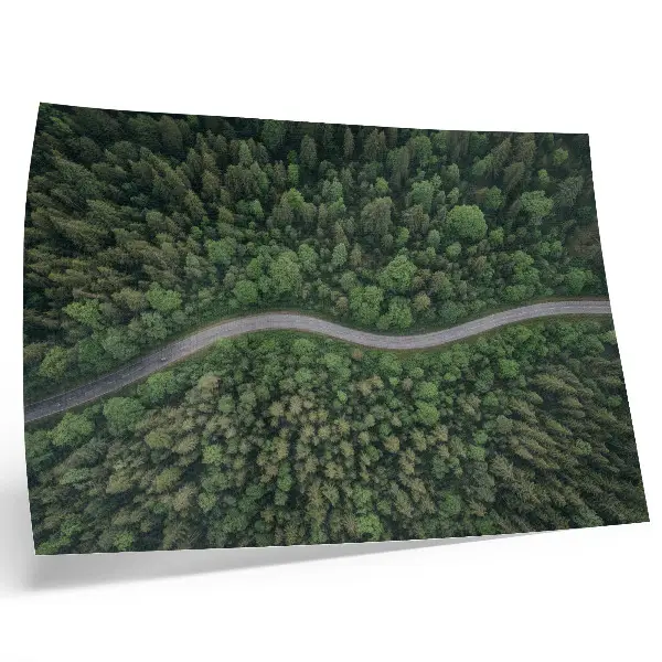Plakatas žalias miškas su vingiuotu keliu ir rami atmosfera