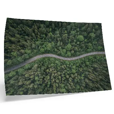 Plakatas žalias miškas su vingiuotu keliu ir rami atmosfera