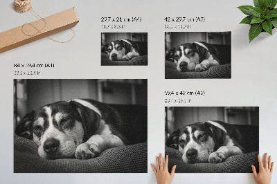 Plakatas ant drobės Žavingas šuo miega ant pagalvės