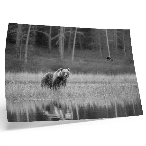Plakatas lokys prie vandens juodai baltoje atmosferoje