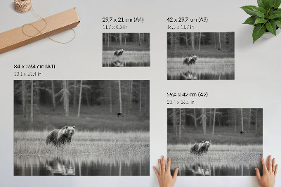 Plakatas Lokys prie vandens juodai balta atmosfera