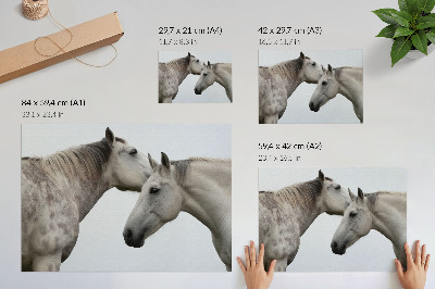 Plakatas Du arkliai pilkos ir baltos spalvų harmonijoje