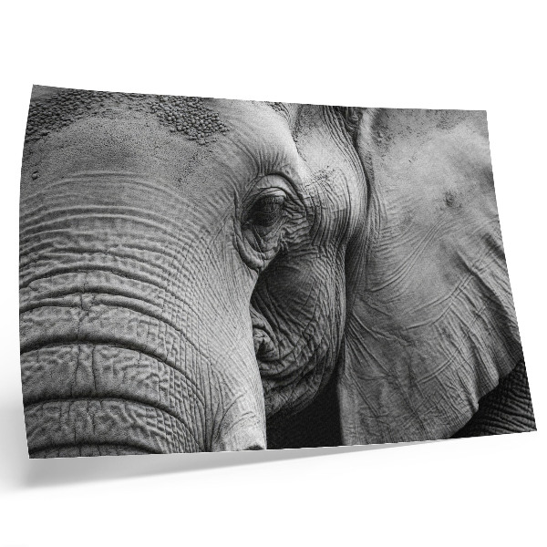 Plakatas Monochrominės dramblio detalės minimalizmas elegancija