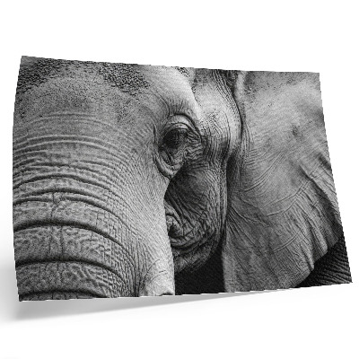 Plakatas Monochrominės dramblio detalės minimalizmas elegancija