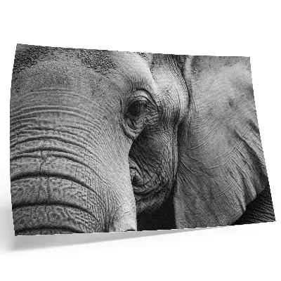 Plakatas monochrominės dramblio detalės minimalizmas ir elegancija
