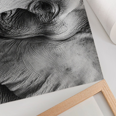 Plakatas Monochrominės dramblio detalės minimalizmas elegancija