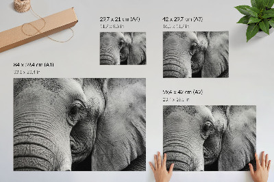 Plakatas Monochrominės dramblio detalės minimalizmas elegancija