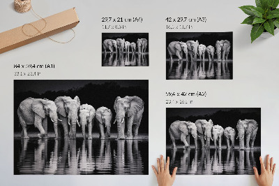 Plakatas Drambliai prie vandens, rami harmonija ir atspindys
