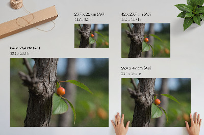 Plakatas Oranžiniai vaisiai žali lapai ruda žievė
