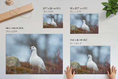Plakatas Baltas paukštis žiemos aplinkoje
