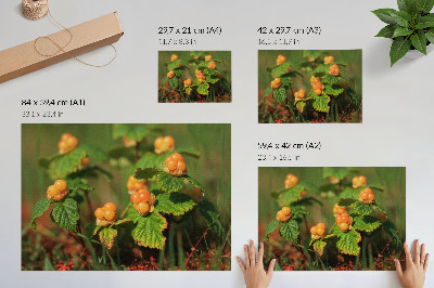 Plakatas ant drobės Žali lapai oranžiniai vaisiai natūralus žavesys