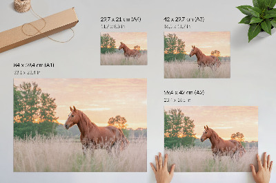 Plakatas Arklys pievoje ryte, pastelinės spalvos, atsipalaidavimas