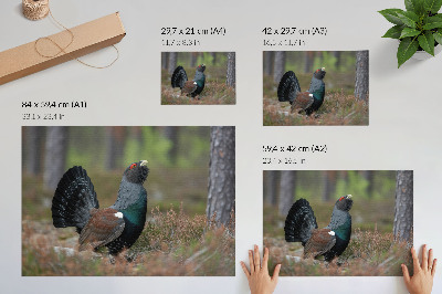 Plakatas Paukščių spalvos miškas gamta rami atmosfera
