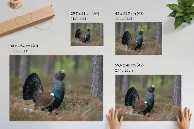 Plakatas paukščių spalvos miške su ramia gamtos atmosfera