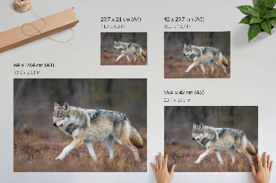 Plakatas ant drobės Vilkas juda laukinis peizažas gamta