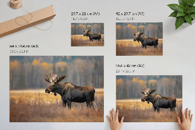 Plakatas ant drobės Briedžių rudens peizažas harmonija laukinė gamta