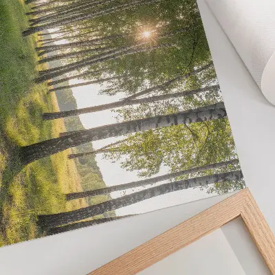 Plakatas ant drobės beržų miško saulės spinduliai žalia simetrija