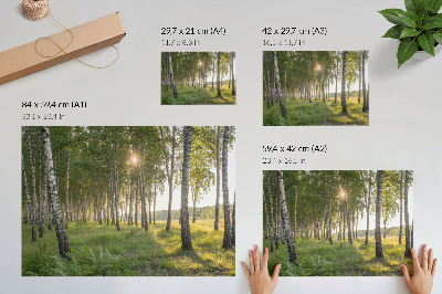 Plakatas ant drobės Beržų miško saulės spinduliai, simetrija, žalia