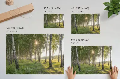Plakatas ant drobės beržų miško saulės spinduliai žalia simetrija