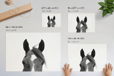 Plakatas Juodai balta arklio elegancijos fotografija