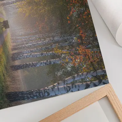 Plakatas simetriški beržai rūko šviesoje rudens alėjoje
