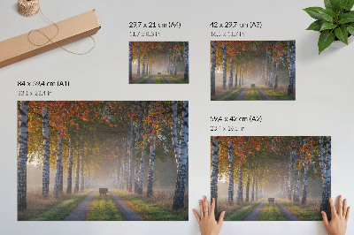Plakatas Simetriški beržai, rūko šviesa, rudens alėja