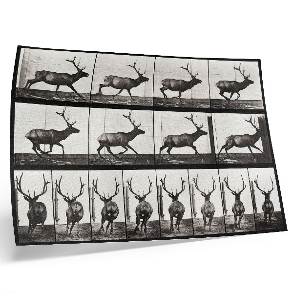 Plakatas Gyvūnų judėjimo lentelė Nr. 695 (1887 m.), Eadweardo Muybridge'o nuotrauka