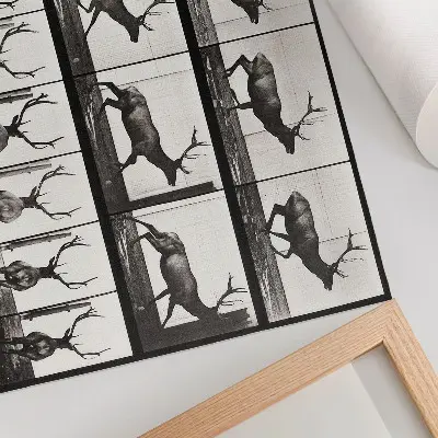 Plakatas Eadweardo Muybridge'o nuotrauka „Gyvūnų judėjimo lentelė Nr. 695“ (1887 m.)