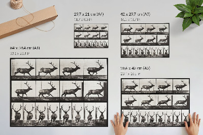 Plakatas Gyvūnų judėjimo lentelė Nr. 695 (1887 m.), Eadweardo Muybridge'o nuotrauka