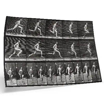 Spauda ant drobės 60-oji Eadweardo Muybridge'o nuotrauka iš serijos „Gyvūnų judėjimas“ (1887 m.)