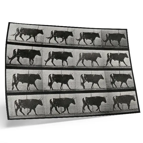 Spauda ant drobės Eadweardo Muybridge'o fototipas „Jautis žygiuojant“, 1887 m.