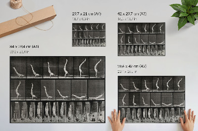 Plakatas ant drobės Vyras, stovintis ant rankų iš nugaros. Eadweardo Muybridge'o fototipas, 1887 m.