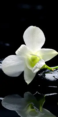 Vidiniai roletai Orchidėjos ir elegancija