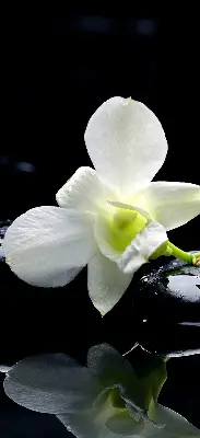 Vidiniai roletai Orchidėjos ir elegancija