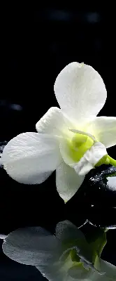 Vidiniai roletai Orchidėjos ir elegancija