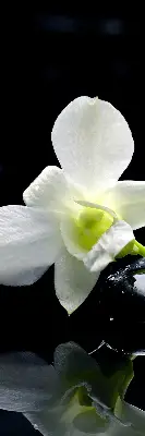Vidiniai roletai Orchidėjos ir elegancija